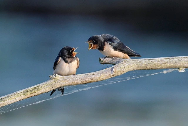 pájaros discutiendo